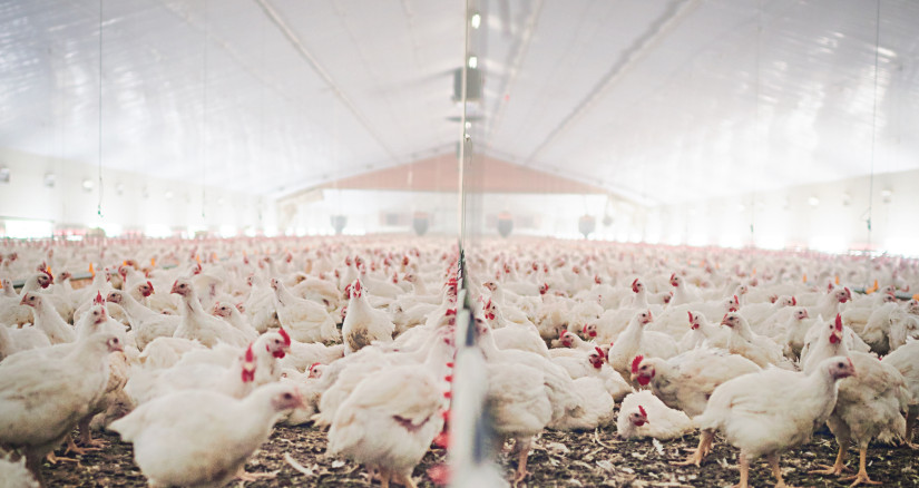 H5N1 Guidance for Pet Industry Professionals