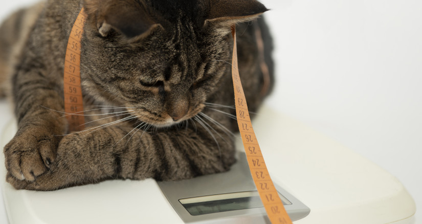 Feline Obsesity1