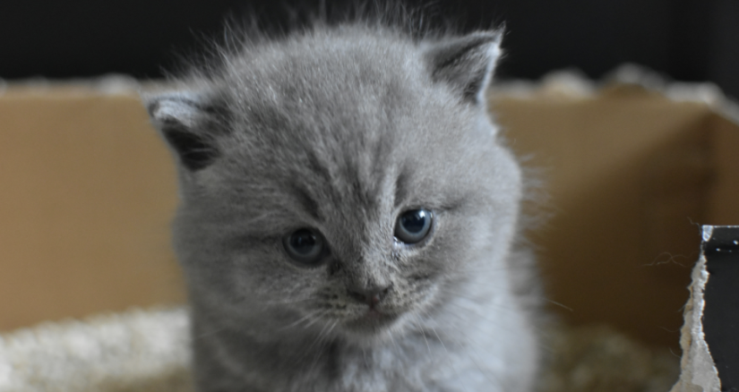 2025.4.21 Cat Lady Kitten Better