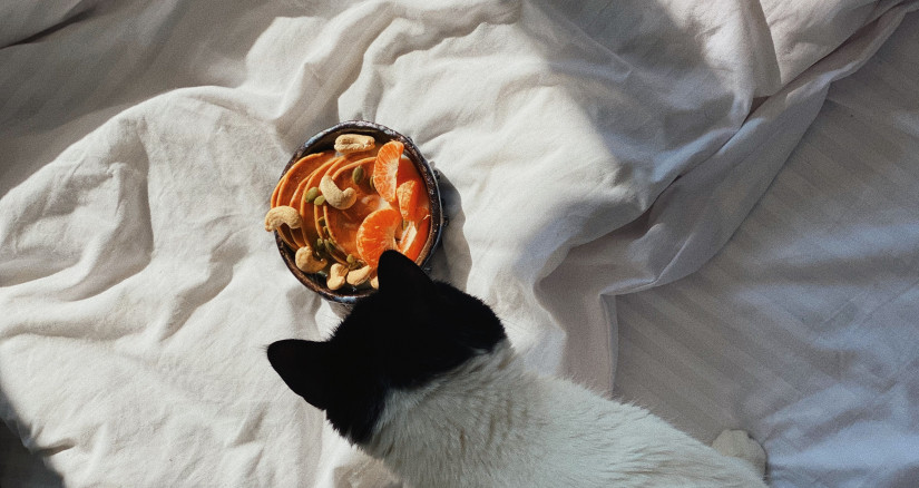 20220516 Macronutrient Considerations Cat