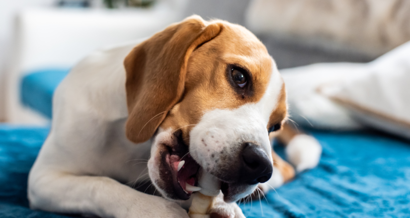 Dental Chew Dog