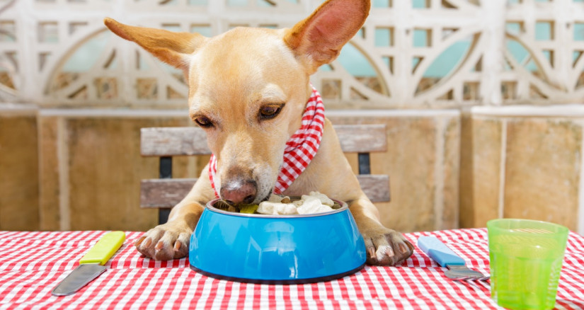 Dog eating from bowl on table43