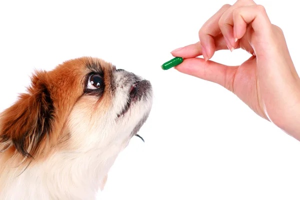 Dog med copy