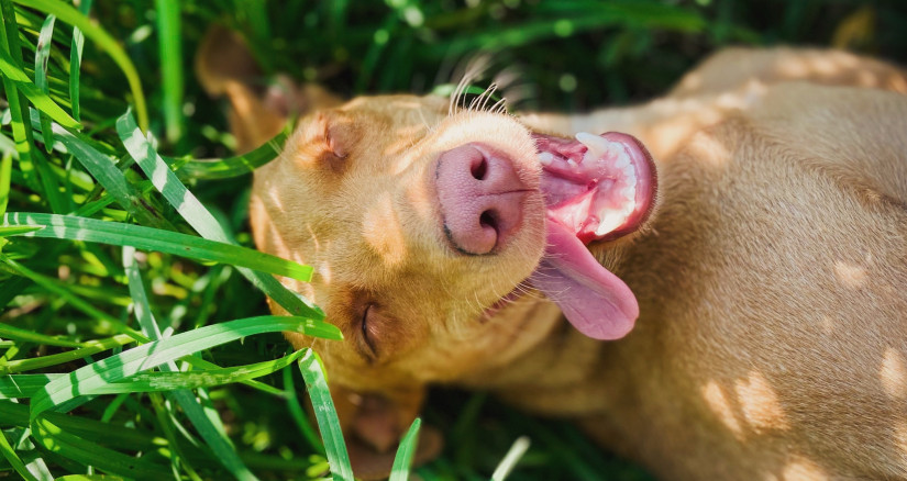 Flea Tick dog in grass