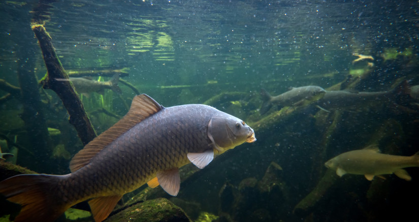 freshwater fish carp cyprinus carpio in the pond 2025 04 02 23 45 59 utc