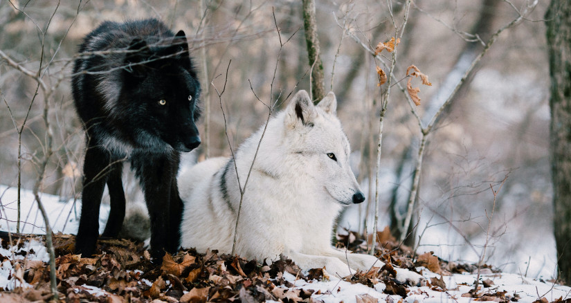 wolves