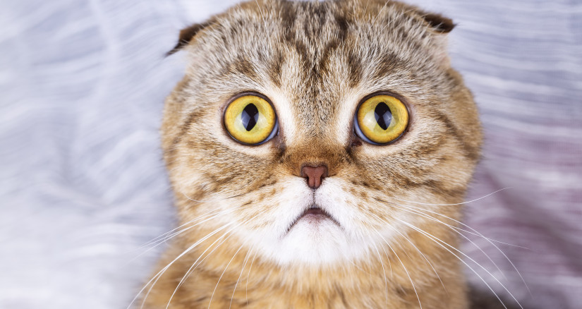 pet animal cute cat indoor scottish fold cat 2025 03 24 16 12 26 utc