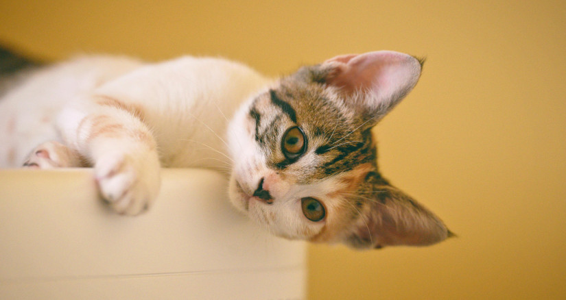 2025.4.18 Cat Litter Kitty