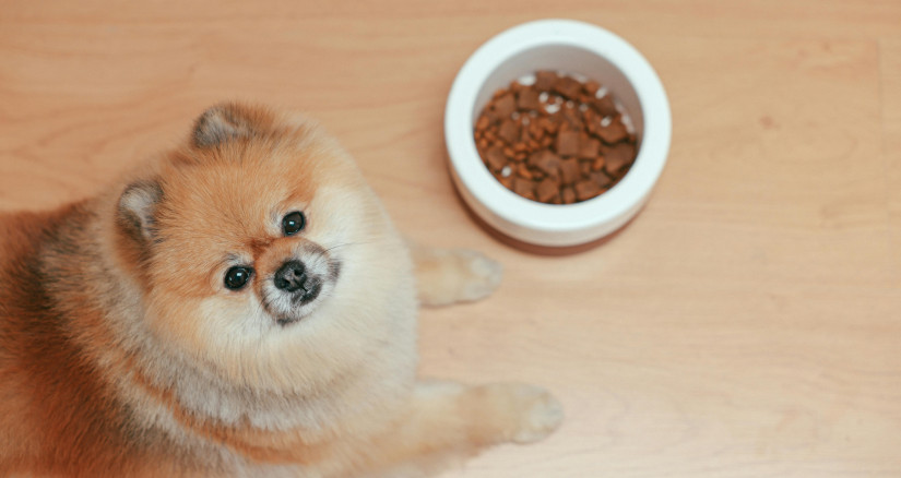 2025.04.02 Pet Food Formats Pomeranian