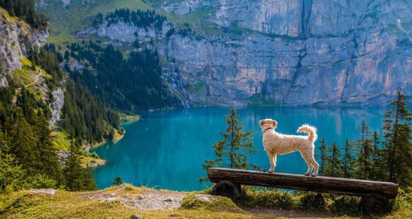 2025.04.25 Ancestral Diet Nature Dog