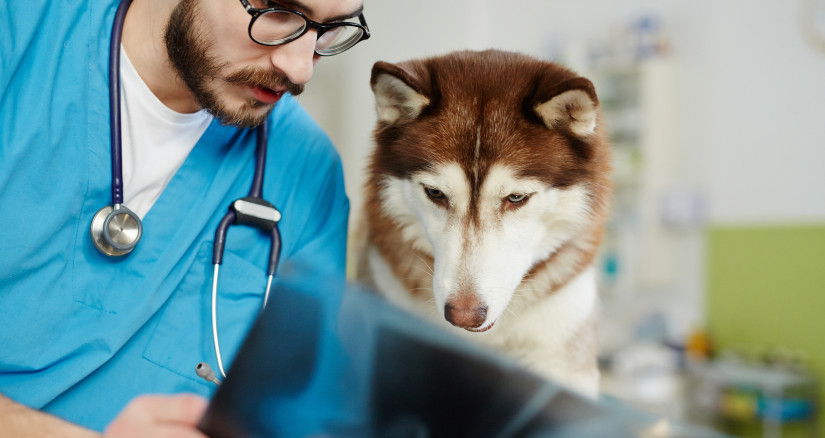 vet and his patient 2025 04 01 05 57 10 utc
