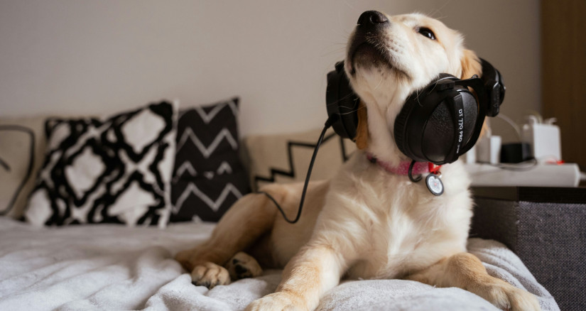 2025.4.14 Swiftie Puppy